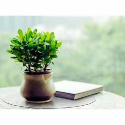 12 in. x 12 in. Clear Anti-Microbial Vinyl Round Placemats (Set of 2) by HOMETEX -Table Linens Shop clear hometex placemats fphmtm30rv2 1f 1000