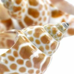 1.5 in. x 1 in. Tan Babylon Shell Napkin Rings (4-Piece) by POTTERY BARN 11 1.5 in. x 1 in. Tan Babylon Shell Napkin Rings (4-Piece) by POTTERY BARN -Table Linens Shop whites cloth napkins napkin rings 985117173m 1f 1000