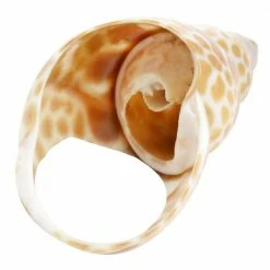 1.5 in. x 1 in. Tan Babylon Shell Napkin Rings (4-Piece) by POTTERY BARN 12 1.5 in. x 1 in. Tan Babylon Shell Napkin Rings (4-Piece) by POTTERY BARN -Table Linens Shop whites cloth napkins napkin rings 985117173m 44 1000