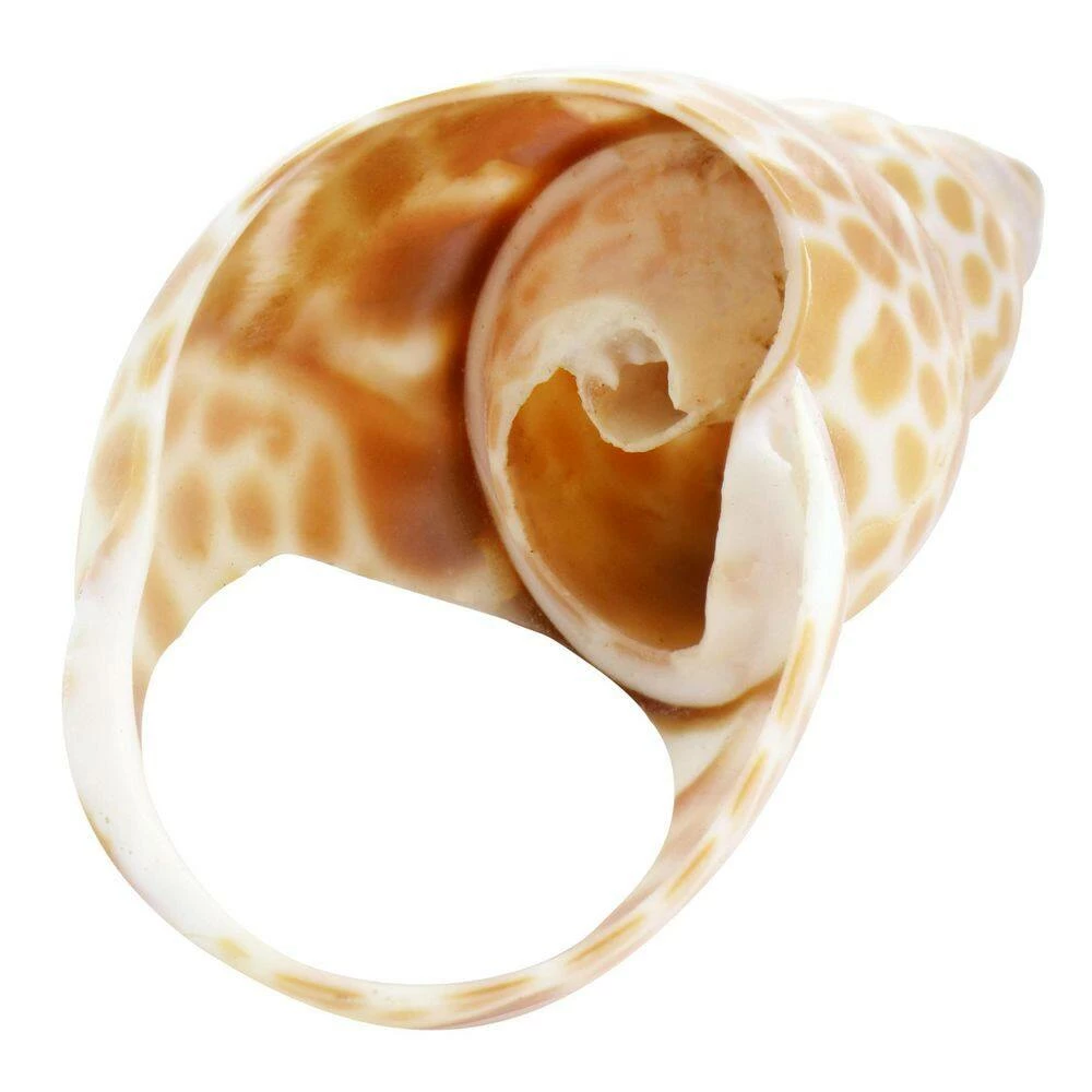 1.5 in. x 1 in. Tan Babylon Shell Napkin Rings (4-Piece) by POTTERY BARN 7 1.5 in. x 1 in. Tan Babylon Shell Napkin Rings (4-Piece) by POTTERY BARN - Image 5